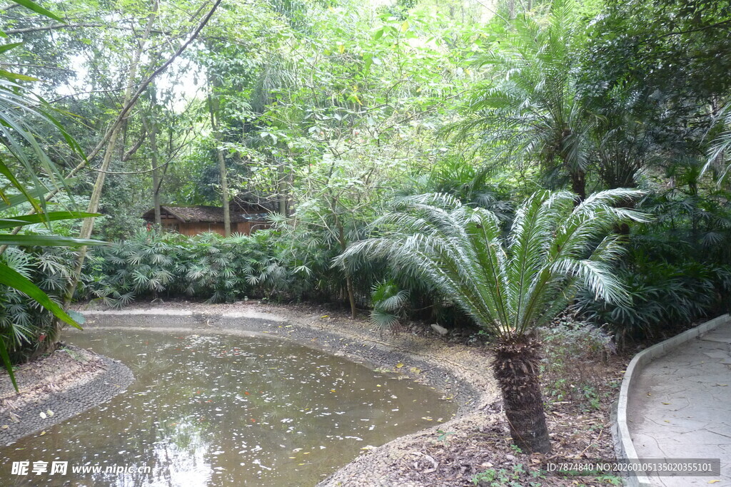 林间清幽小溪景观