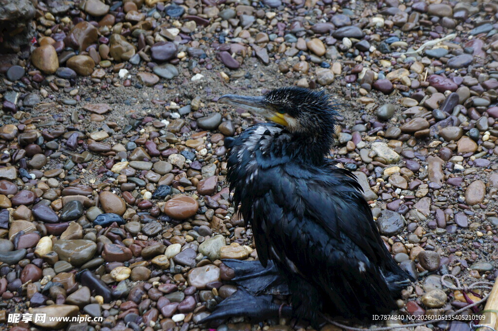 岸边站立的黑色鸬鹚