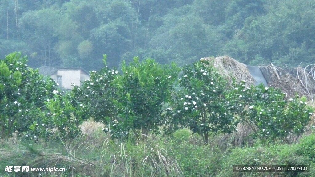山间绿植与远处建筑景观
