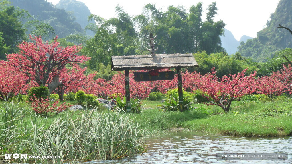 春日河畔烂漫花景