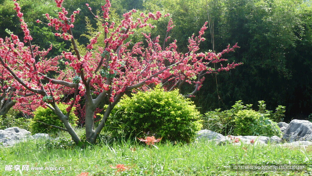 春日繁花绿树美景
