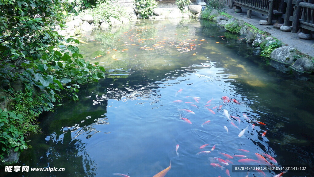 池塘中游动的多彩锦鲤