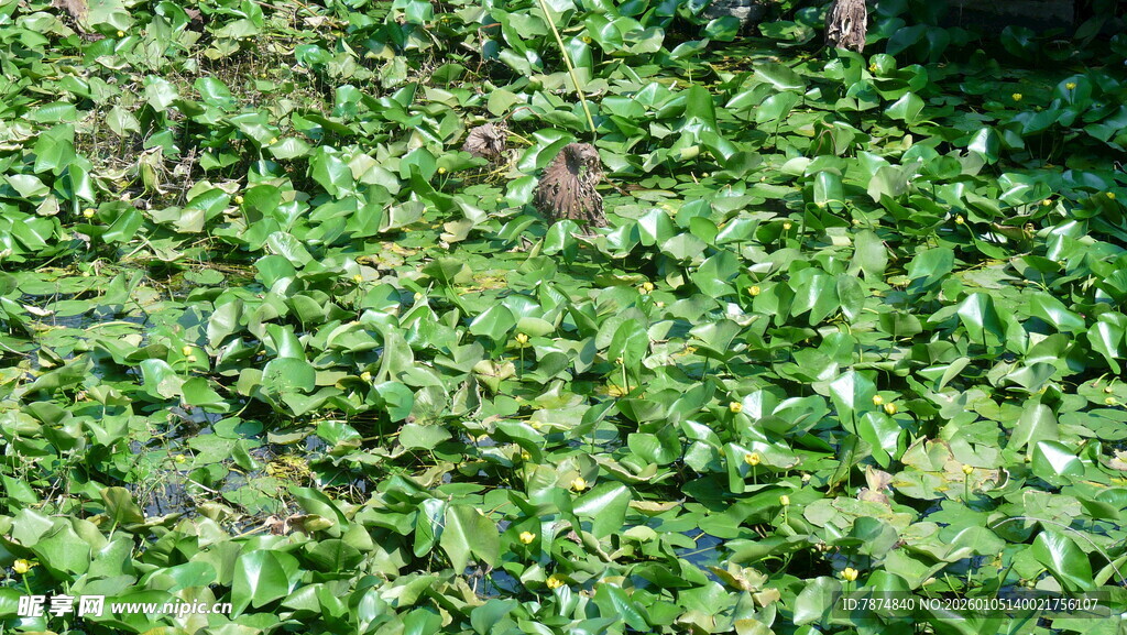 翠绿繁茂的植物叶片
