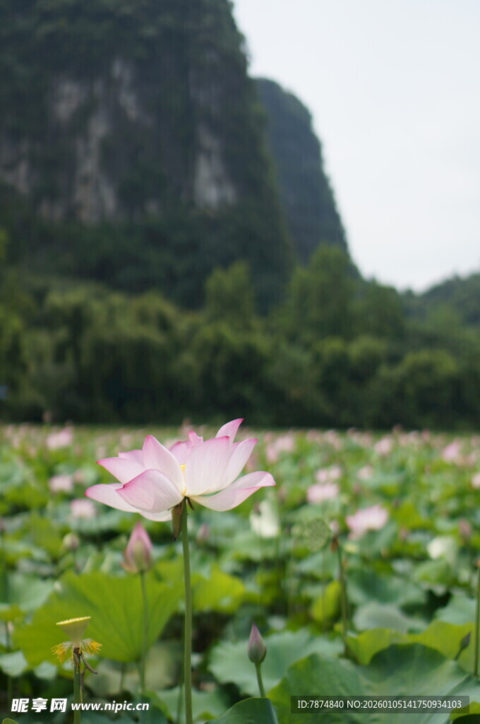 荷塘粉荷映青山