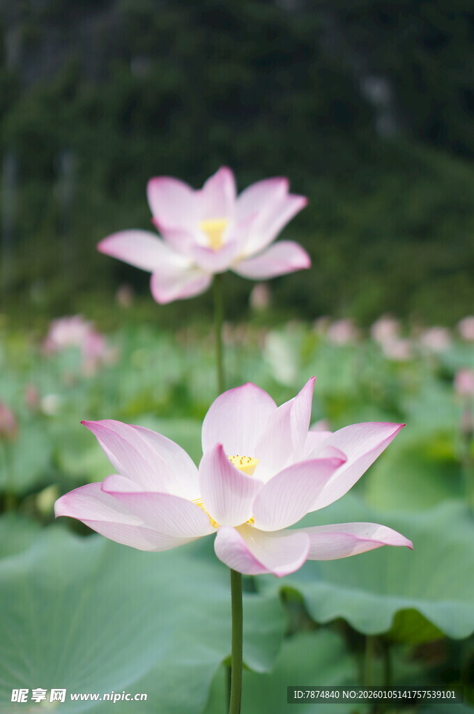 粉色荷花绽放于绿叶间