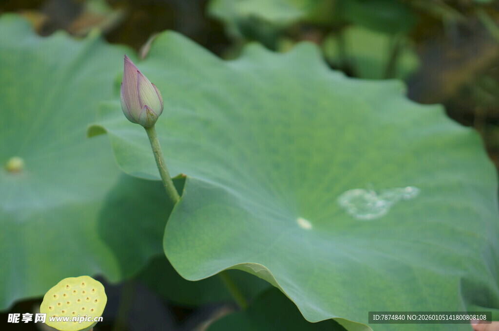 含苞待放的荷叶与荷花