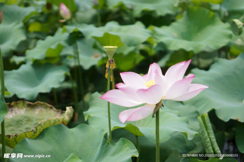 粉色荷花绽放于绿叶间