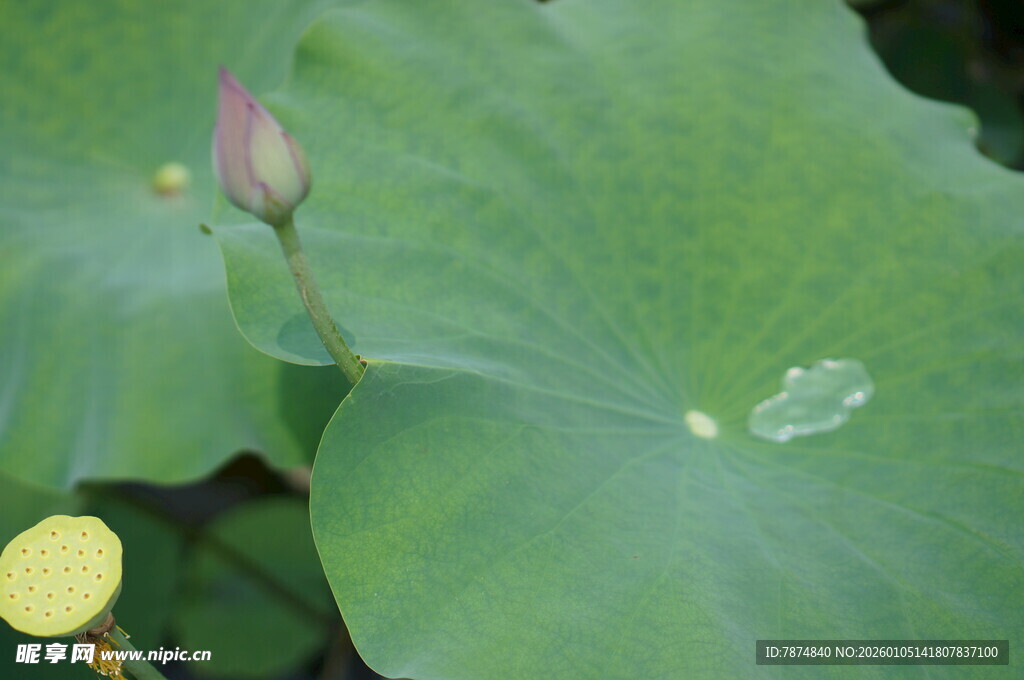 含苞待放的荷叶与荷花