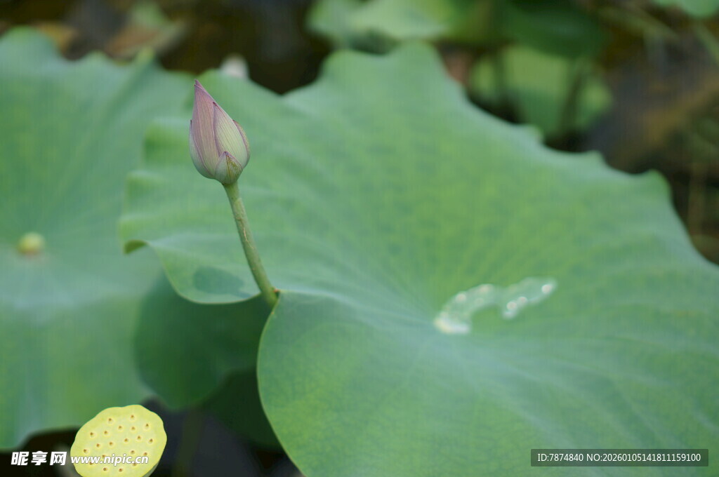 荷叶上的粉嫩荷花