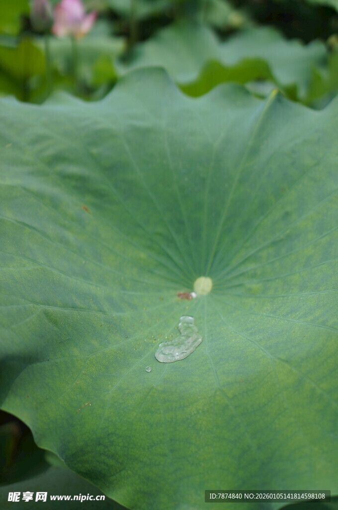 荷叶上的晶莹水珠