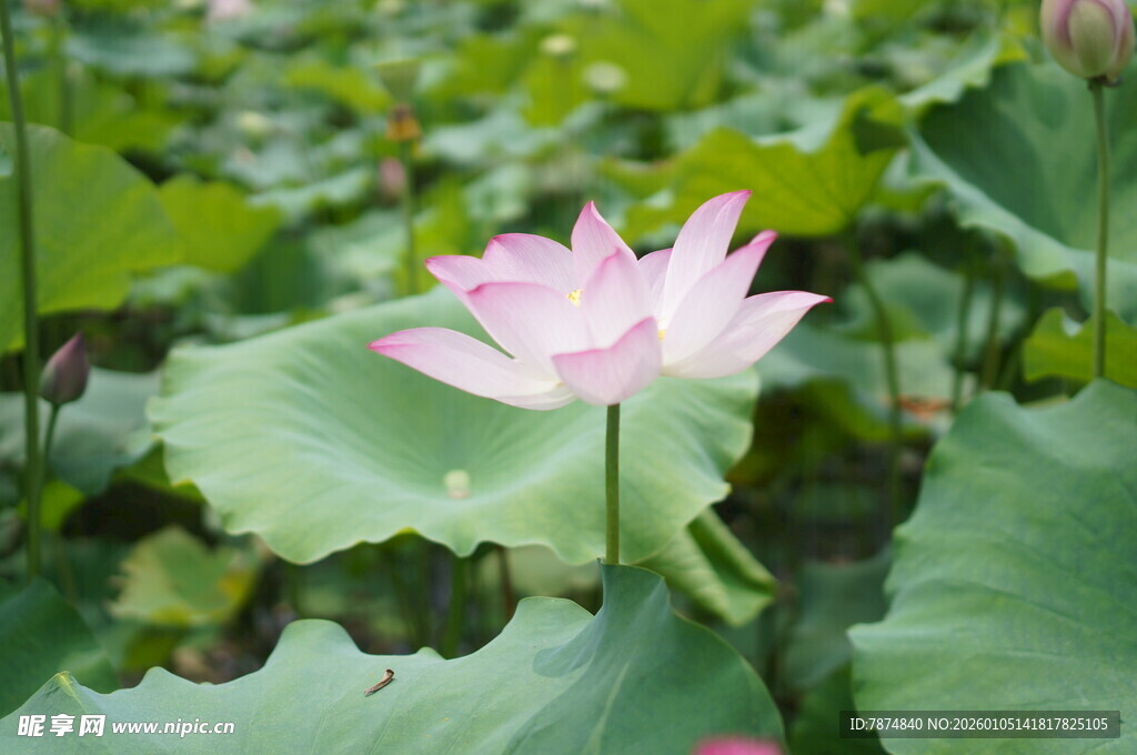 绽放的粉色荷花