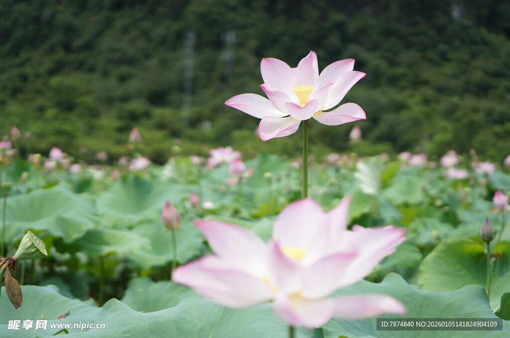 荷塘绽放的美丽粉色荷花