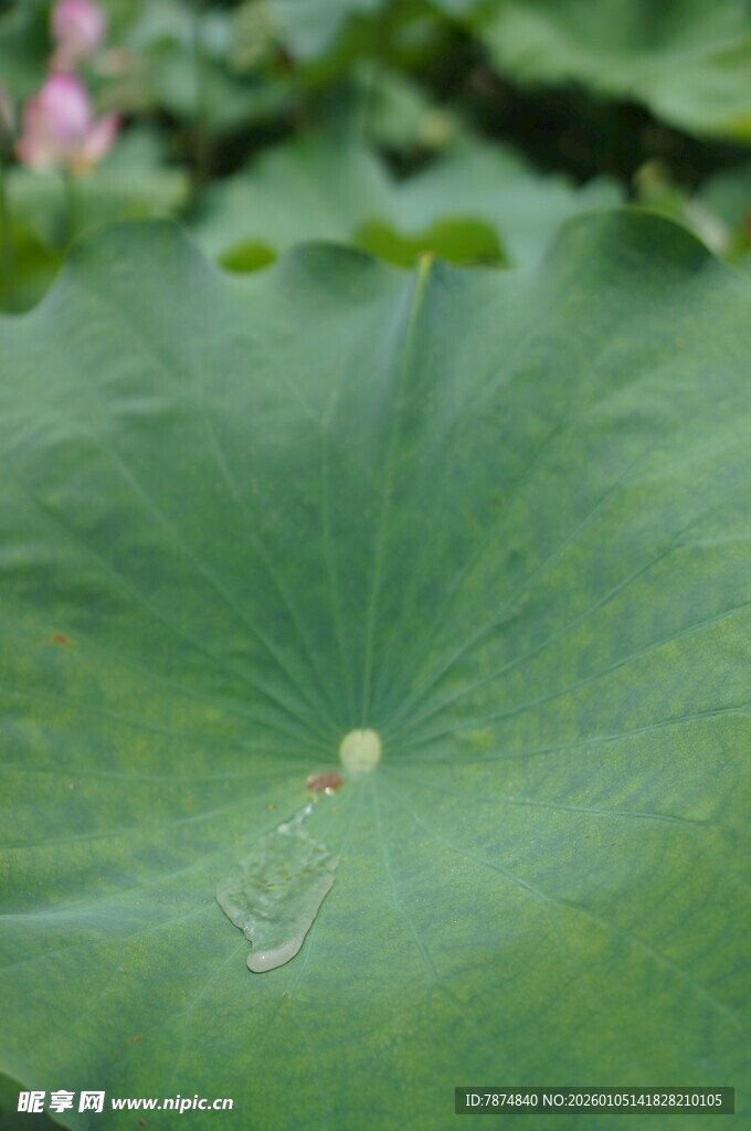 特写荷叶上的晶莹水珠