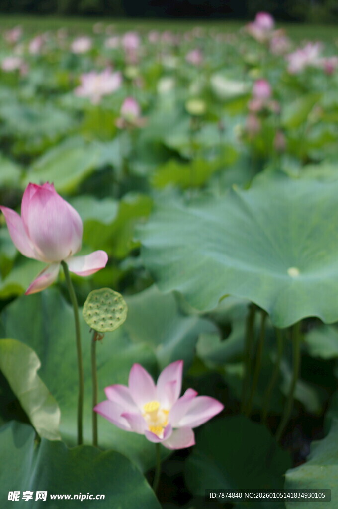 夏日荷塘中的娇艳荷花