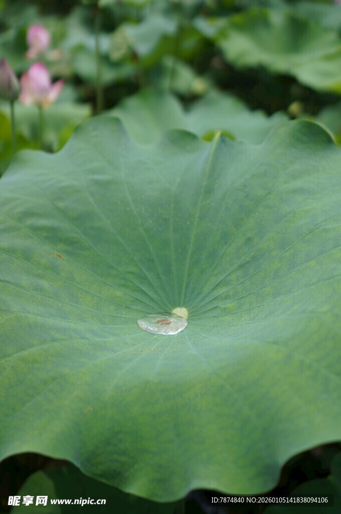 硕大荷叶尽显自然生机