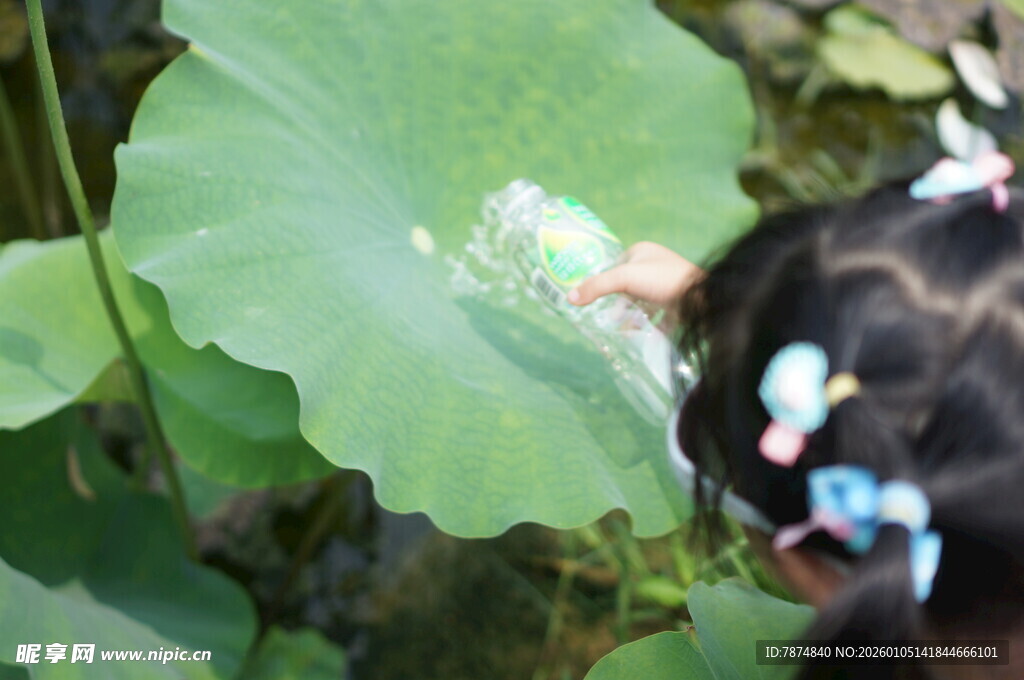 小女孩赏玩荷叶