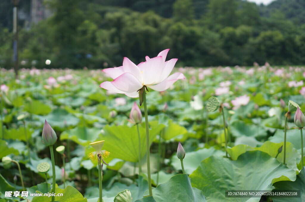 夏日荷塘中的娇艳荷花