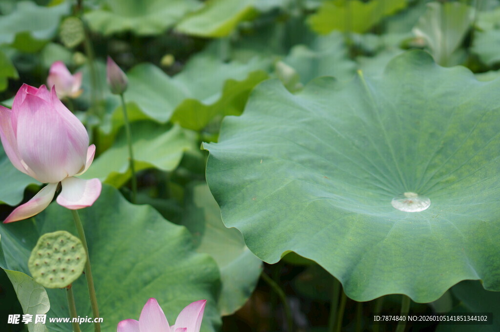 夏日荷花荷叶美景