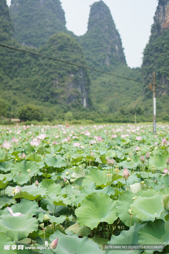 荷塘山色 山峦下的绿意生机