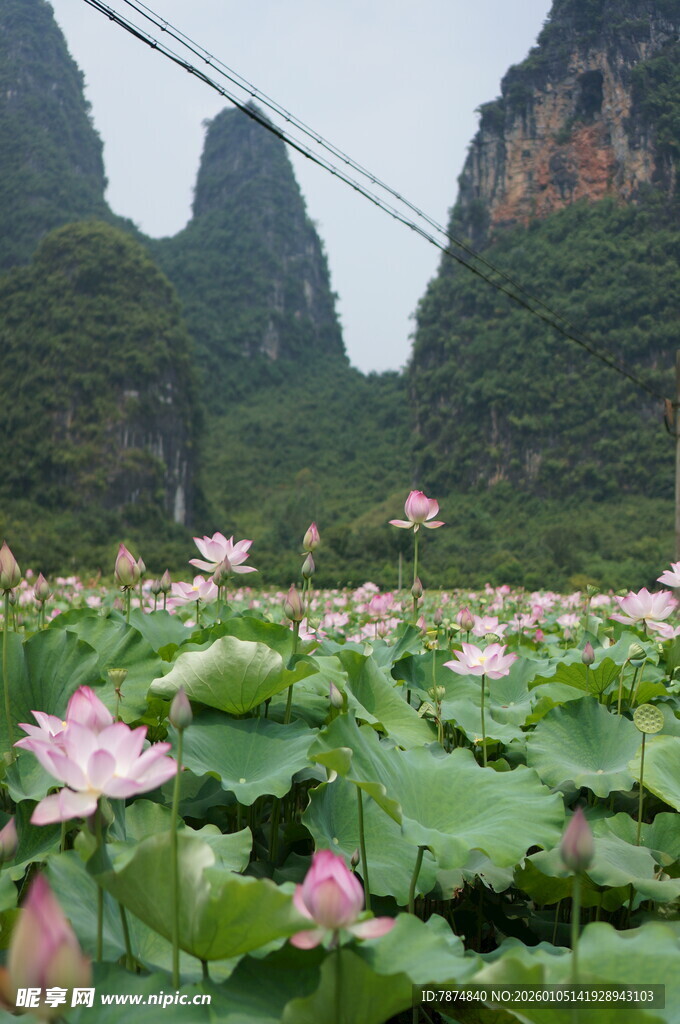 荷塘美景映秀丽山峦