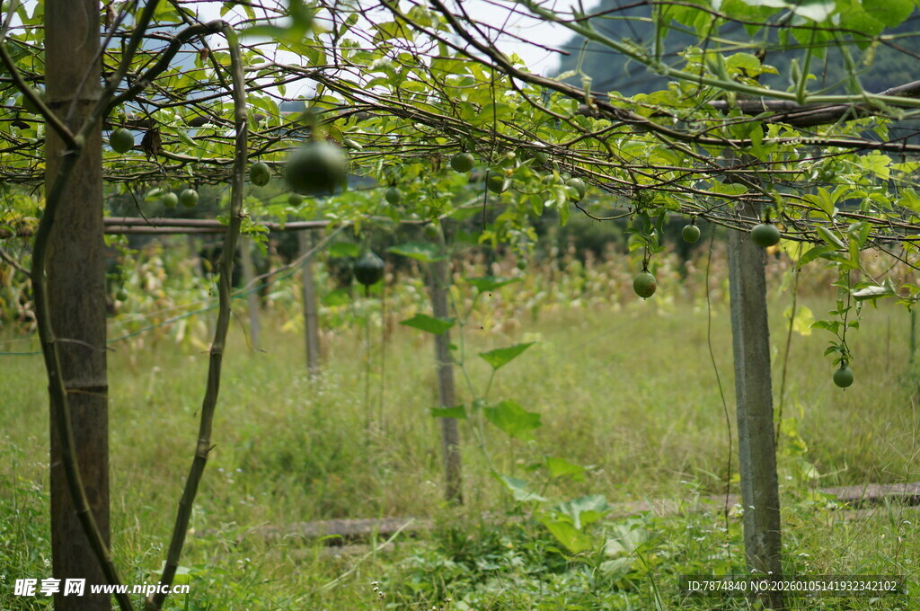 林间草木茂盛的自然景象