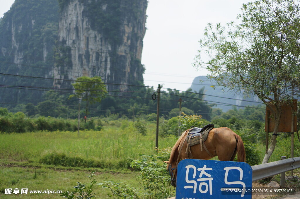 田园中驮物的骆马