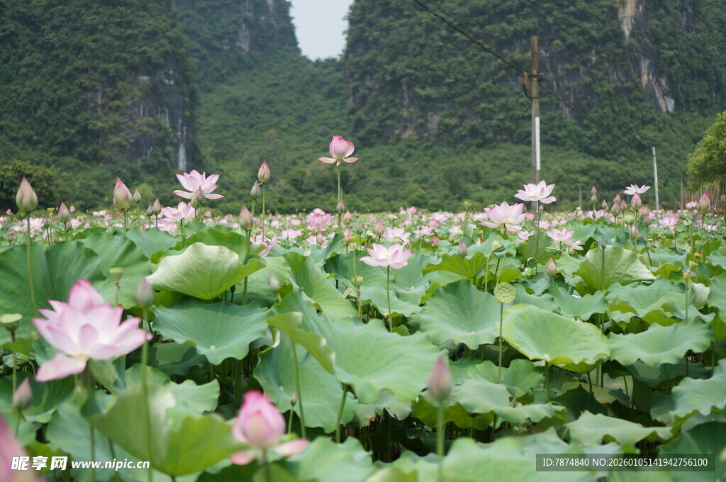 荷塘美景 荷花绽放