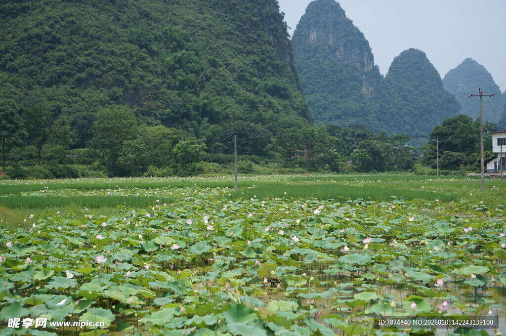 荷塘山色 山水田园美景