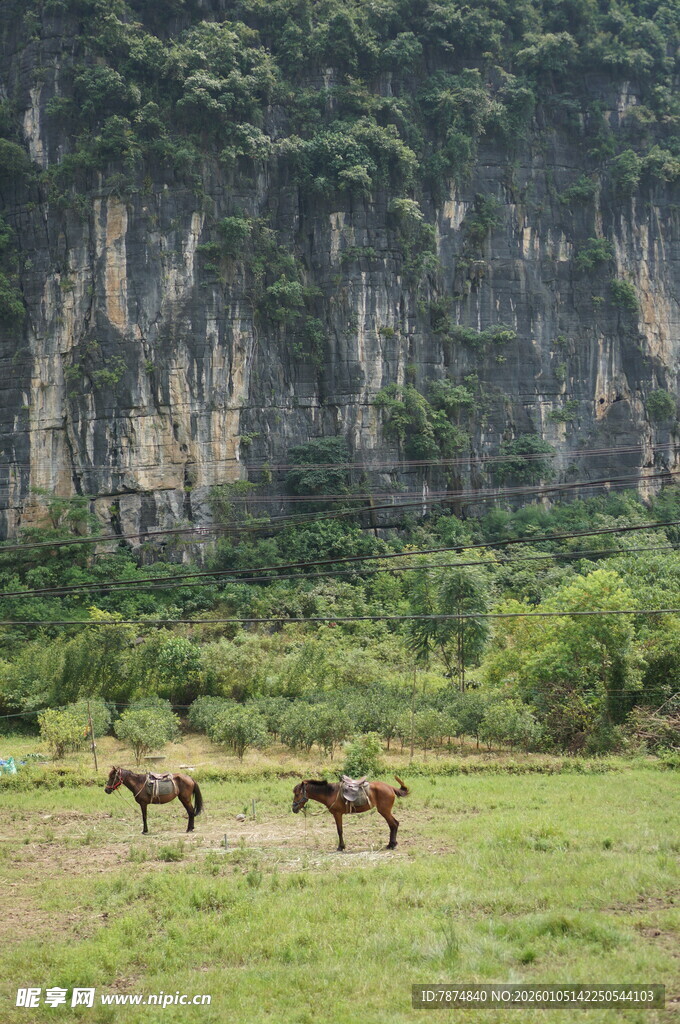 山间草地双马悠然