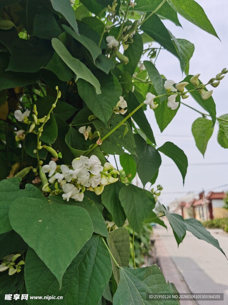 绿叶间绽放的白色小花