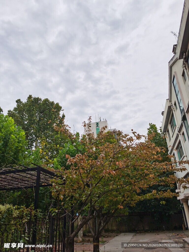 庭院绿树环绕景致宜人