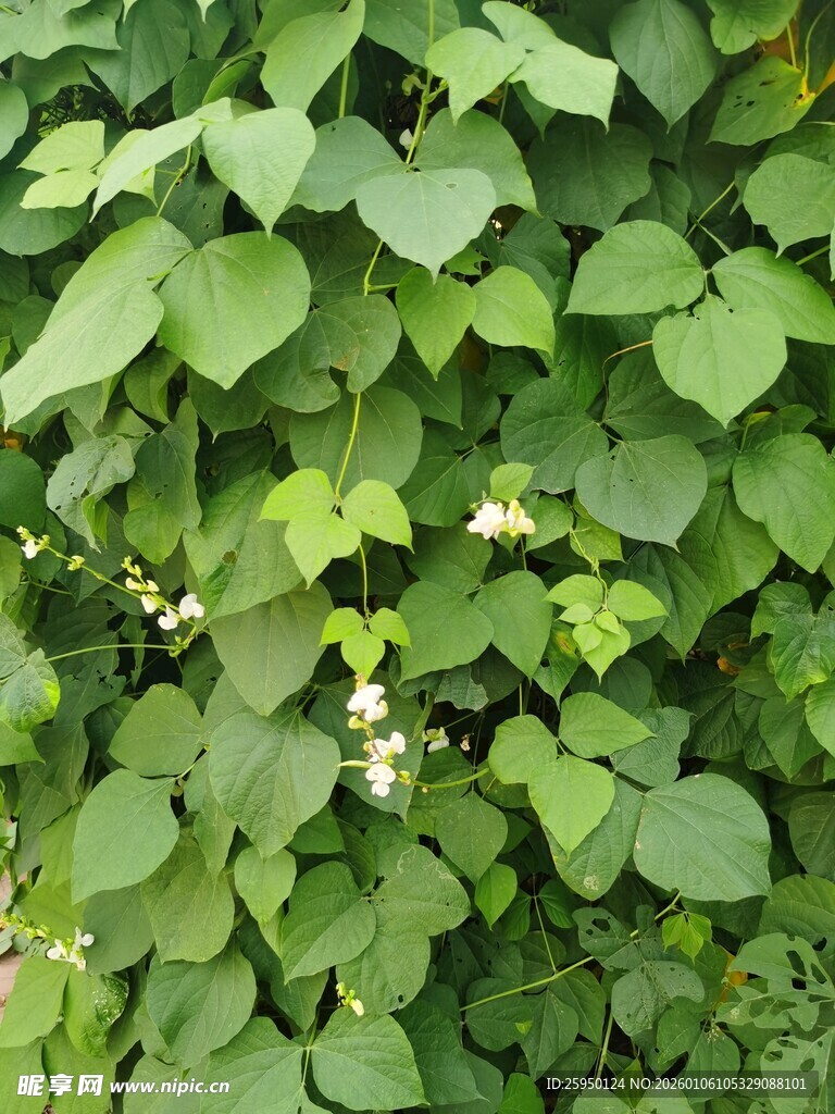 绿叶白花的繁茂植物
