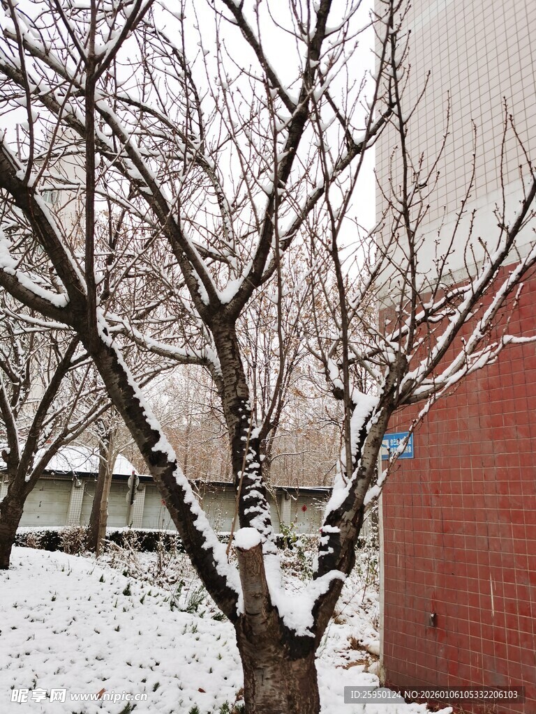 雪覆树木旁的红墙景致