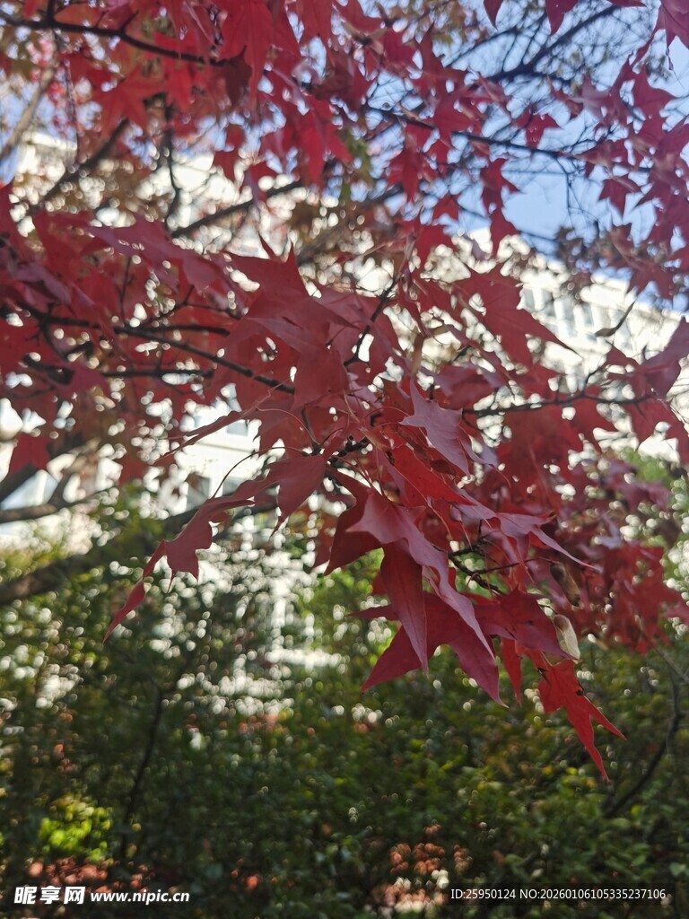 枝头红叶片片