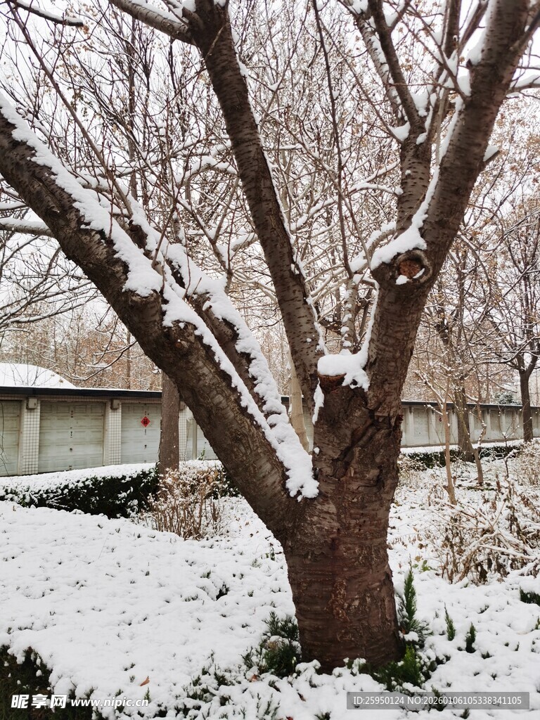 雪覆枝头的冬日树木景象