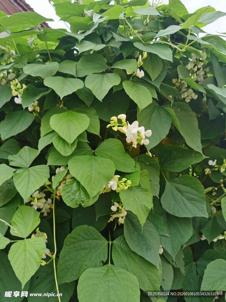 绿叶间绽放的娇嫩花朵