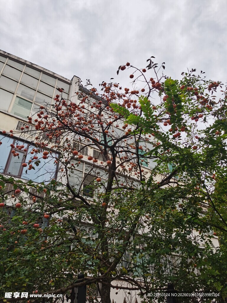 街头绽放的繁花树木
