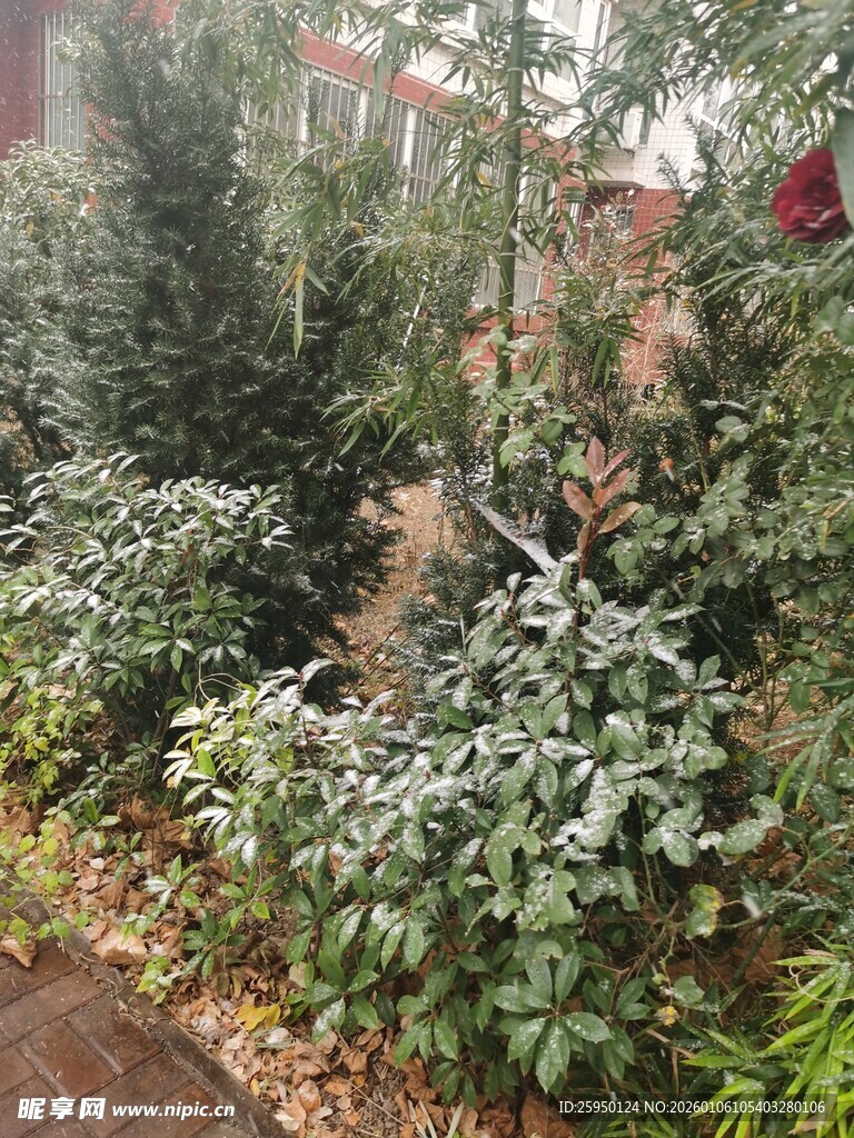 冬日覆雪绿植景观