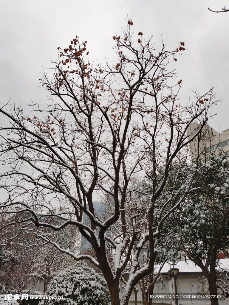 雪覆枯树冬日景象