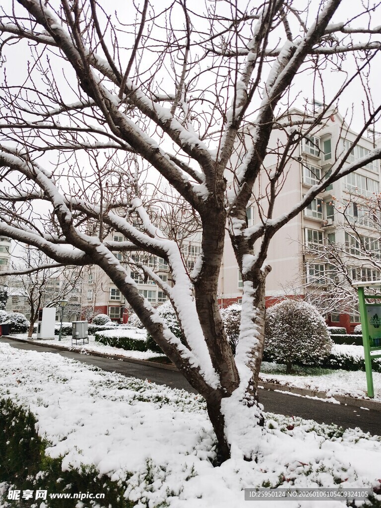 雪后树枝与建筑景观