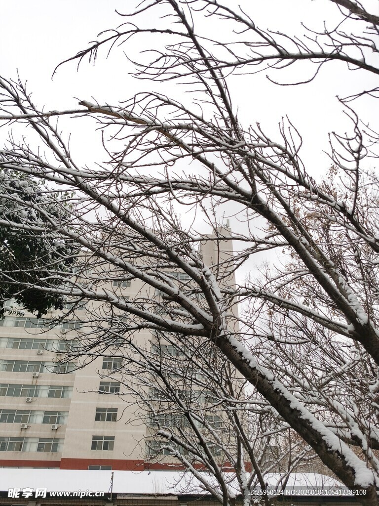 雪覆树枝的城市冬日景象