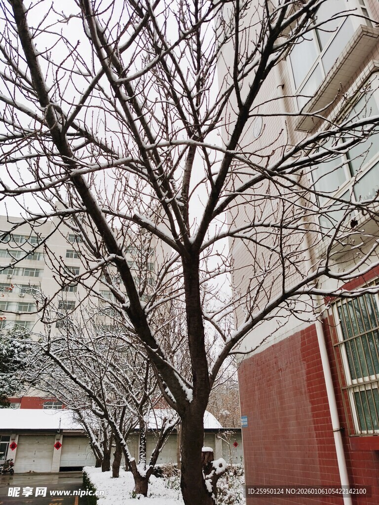 雪后街边光秃树木与建筑
