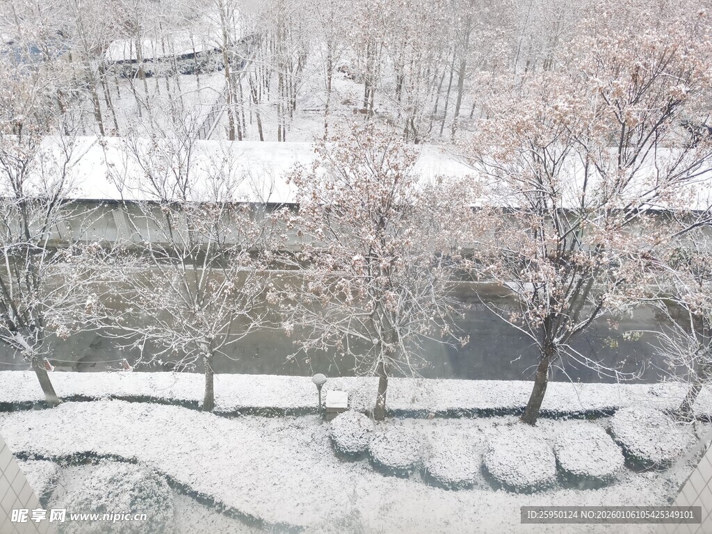 雪覆树木的静谧庭院景观