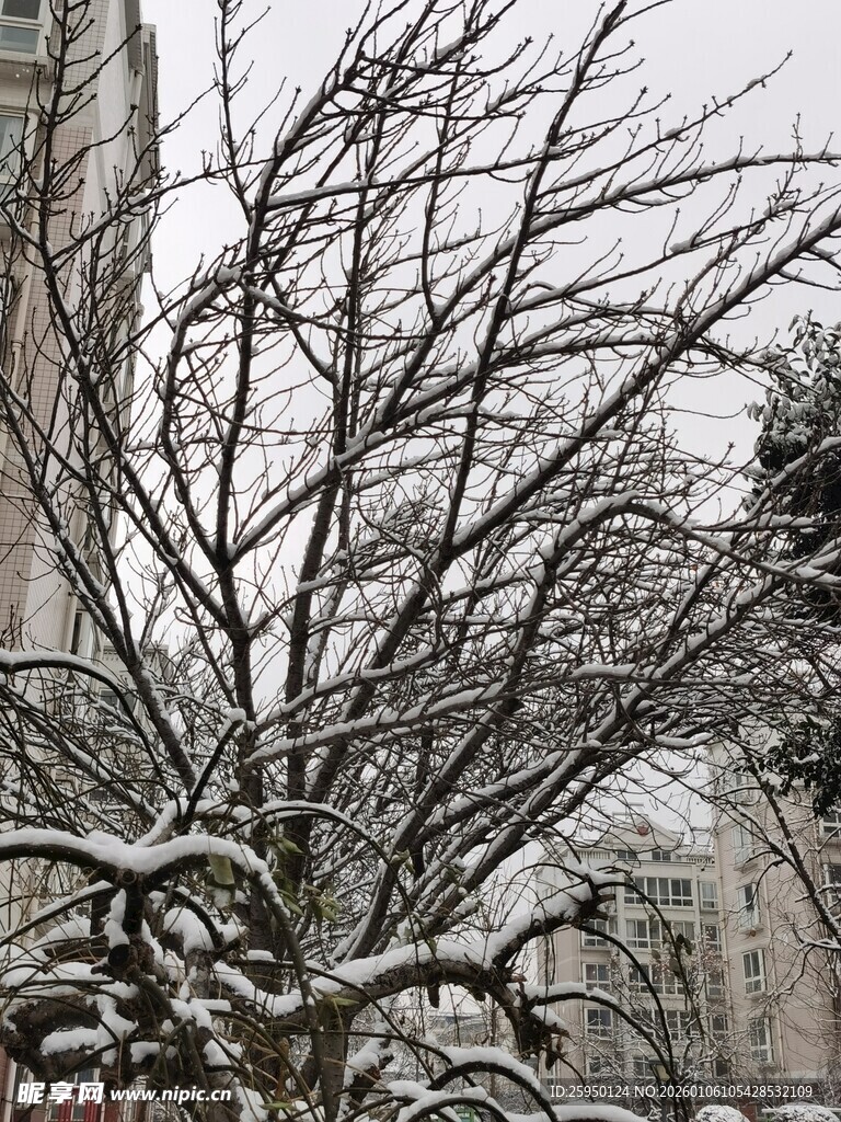 雪覆枝头的萧瑟冬日景象