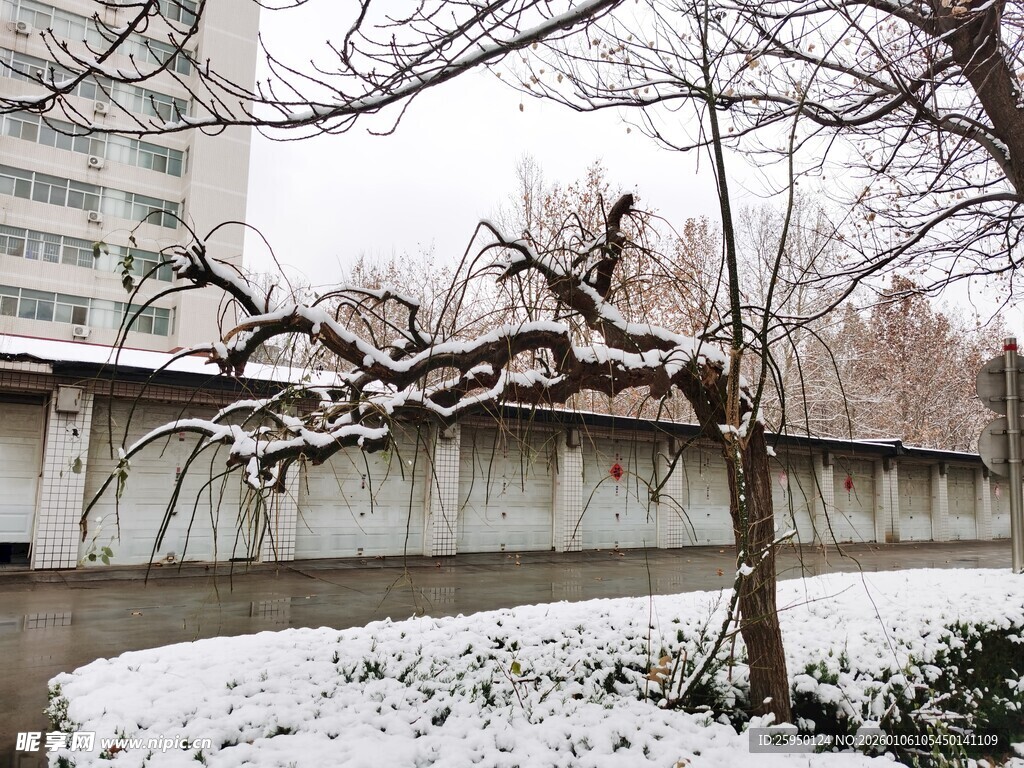 雪后墙边弯折树木景观