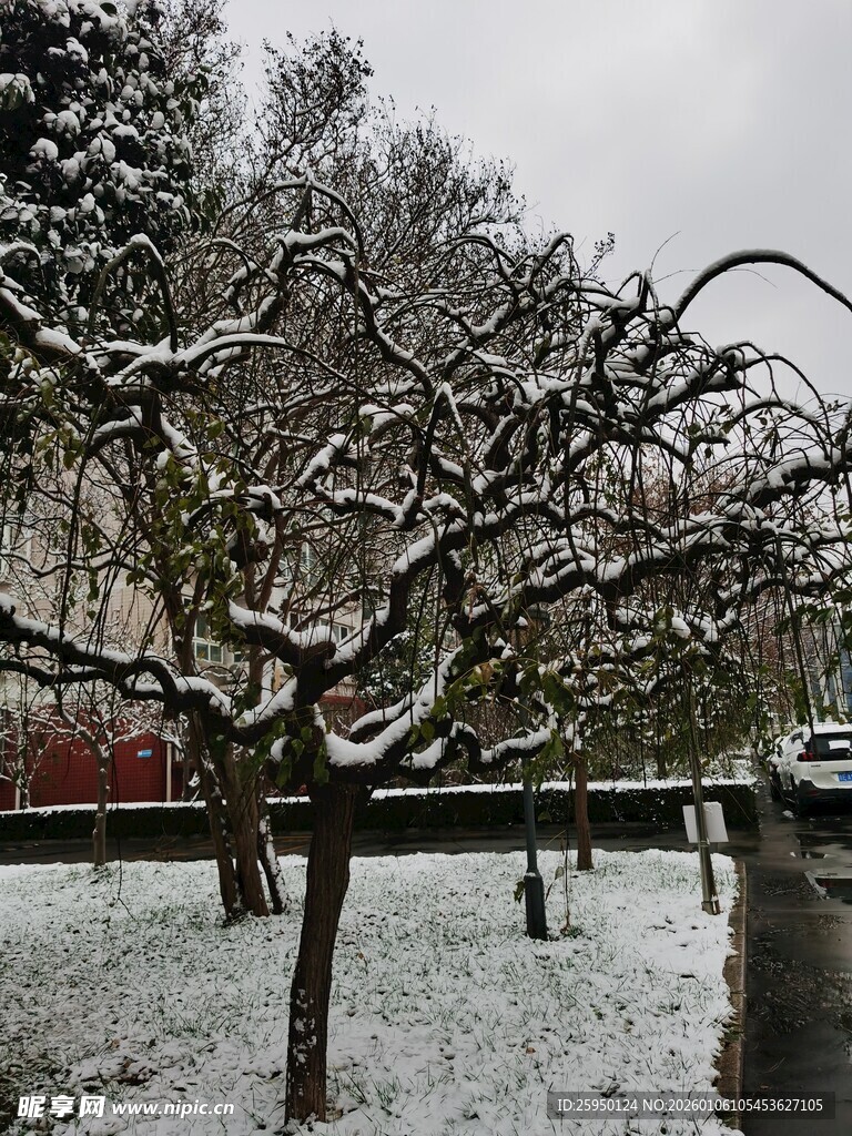 雪覆枝头的冬日静谧景象