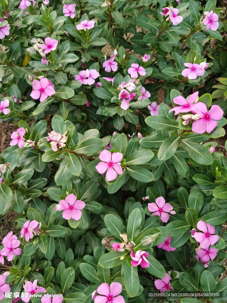 粉色小花绽放绿叶间
