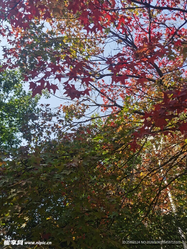 秋日红枫美景