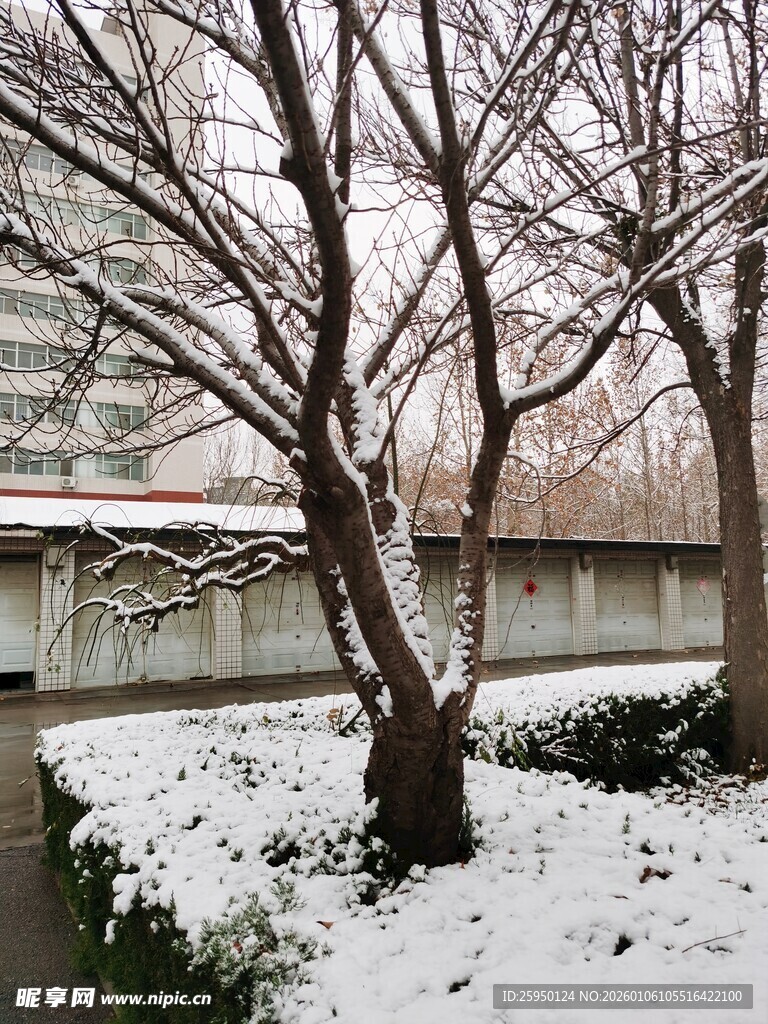 雪覆树木与建筑的冬日景象