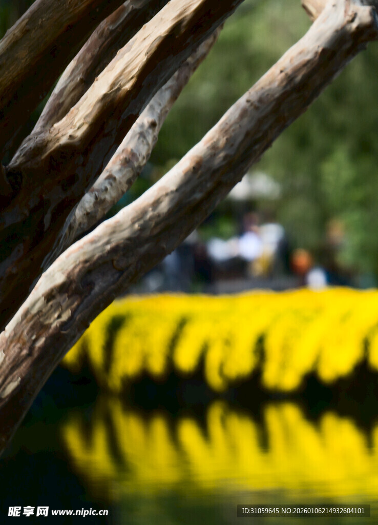 湖畔枯木与金黄花丛倒影